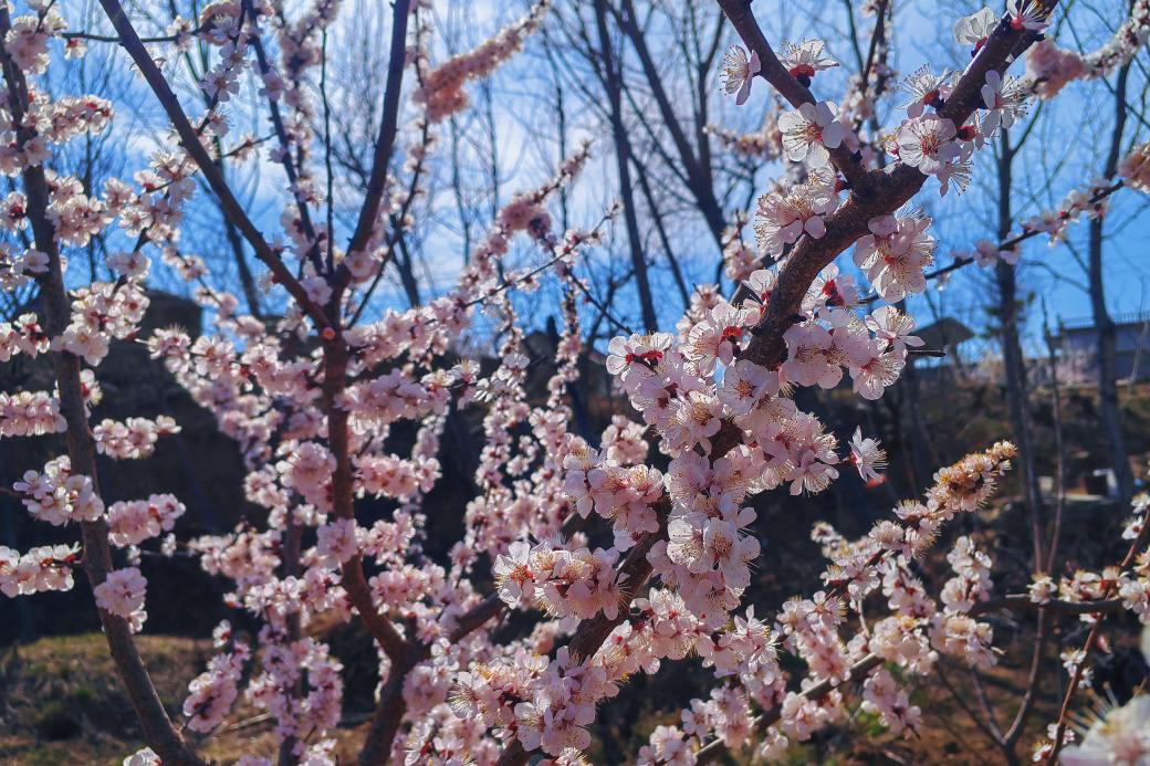 關(guān)于春天：微風(fēng)，野花，風(fēng)箏，還有好久不見的你