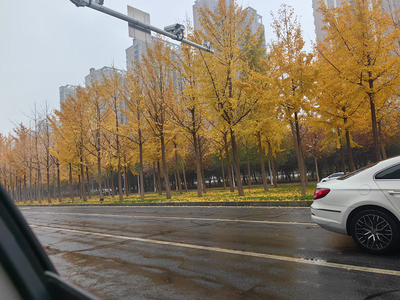 銀杏樹(shù)
