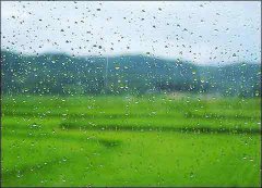 綿綿雨 柔柔情 密密詩